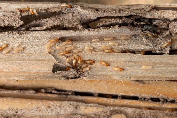 Best Rodent Control Near Me  in , WY